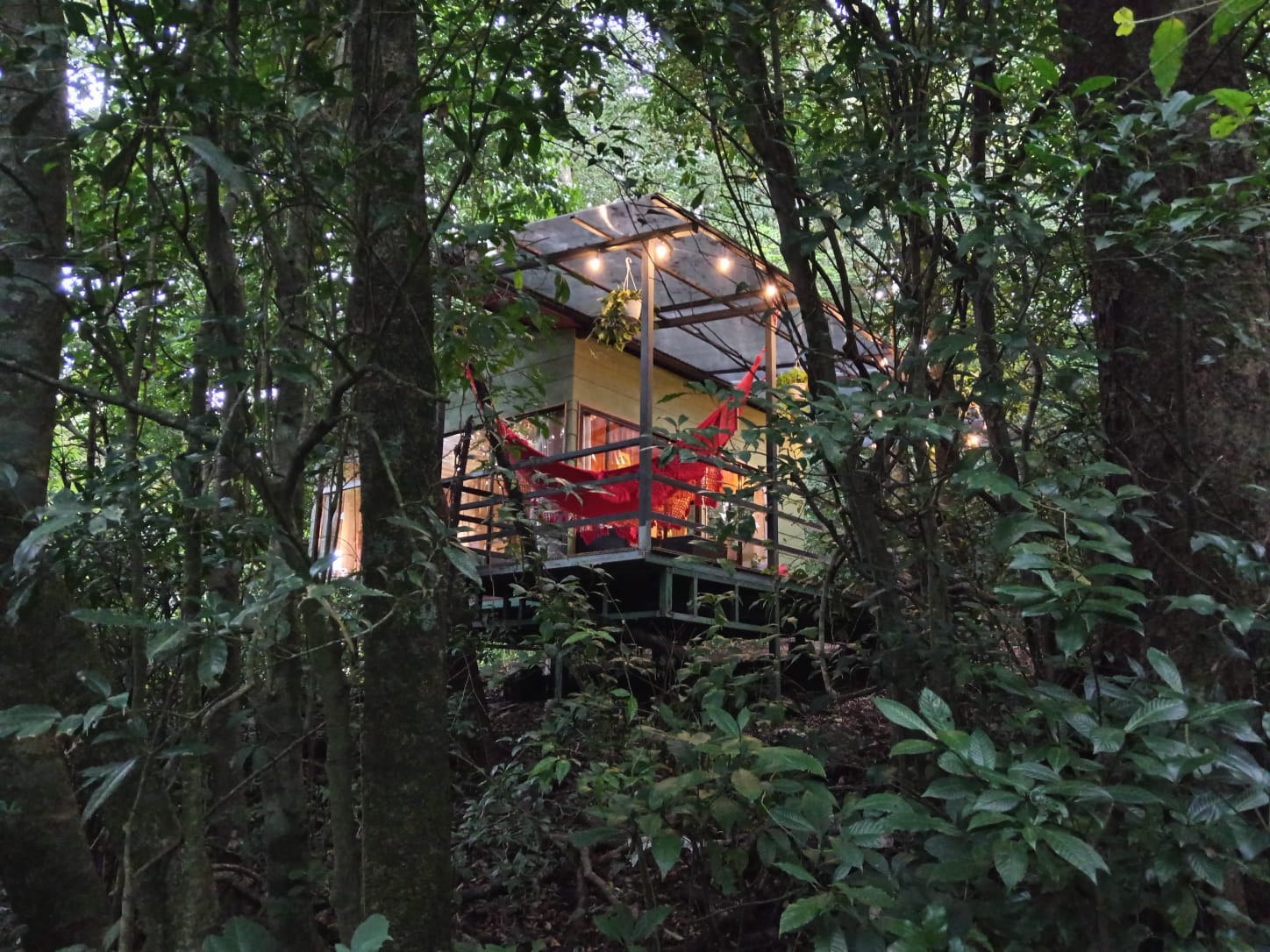 Aguti Bungalow Canopy View Monteverde